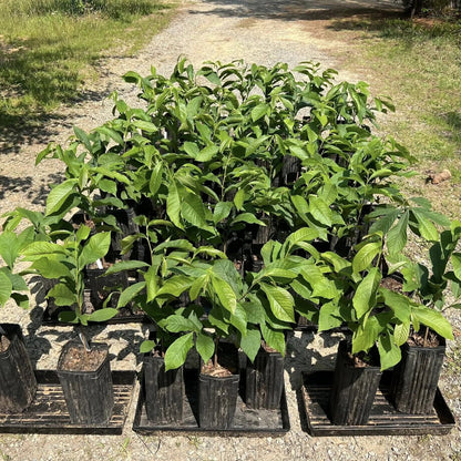 Pawpaw Tree Live Plant, in Quart Pot, Cold Hardy Paw Paw Plant Live for Outdoor Planting, 6-15 Inch Tall, Pawpaw Fruit Tree