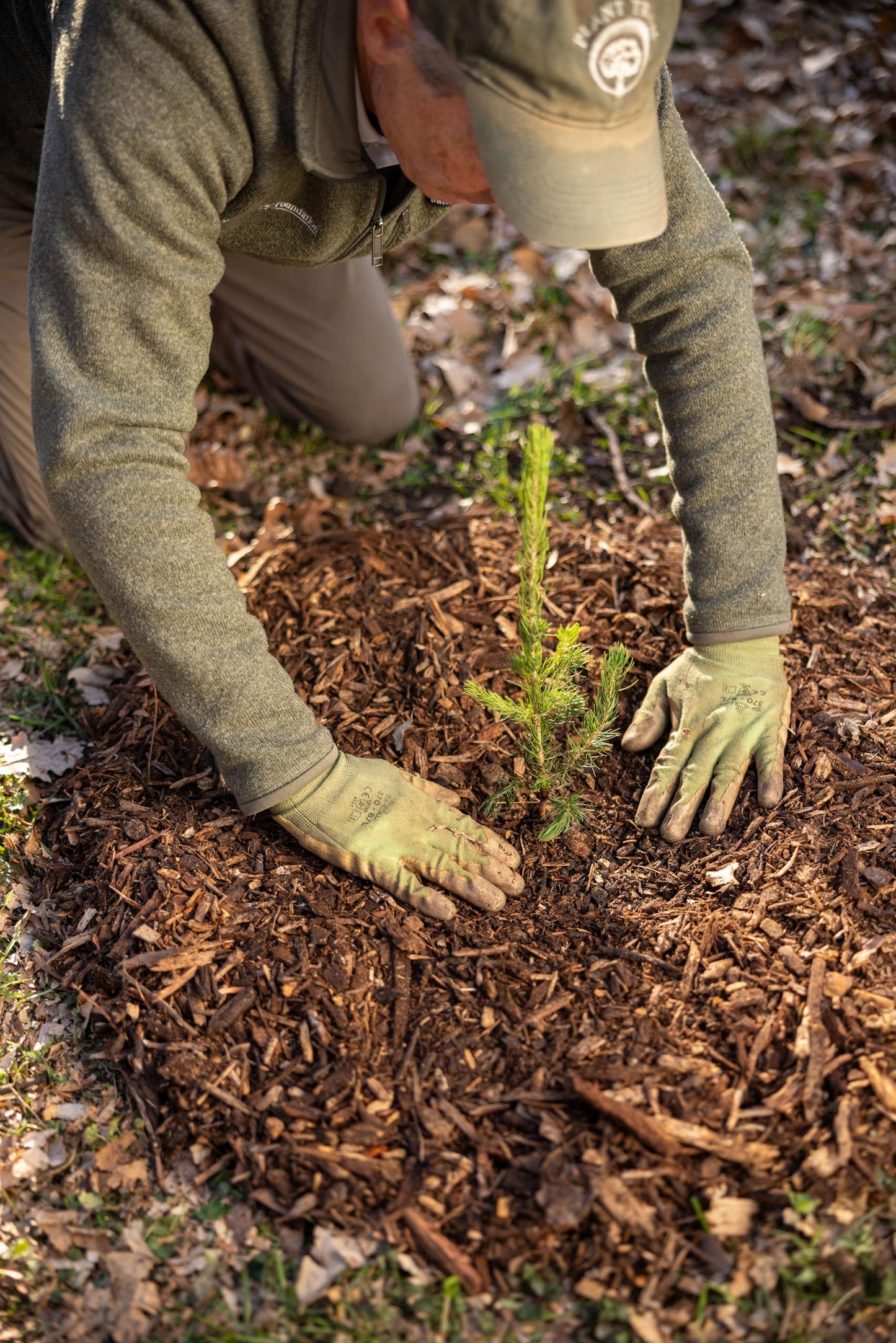 Colorado Blue Spruce Jumbo Tree Plug Seedlings | 12"-18" | Arbor Day Foundation (3-Pack)