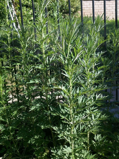 Live Plant Mugwort / Artemisia Argyi / Silvery Wormwood Herb 艾草 Ngải cứu