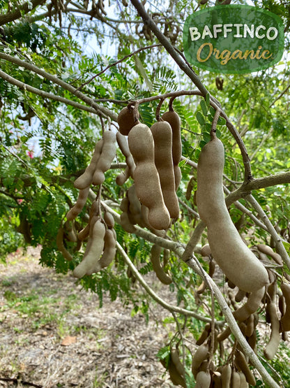 Tamarind Seeds for Planting Grow Organic Florida Product of USA NEW Seeds (30)