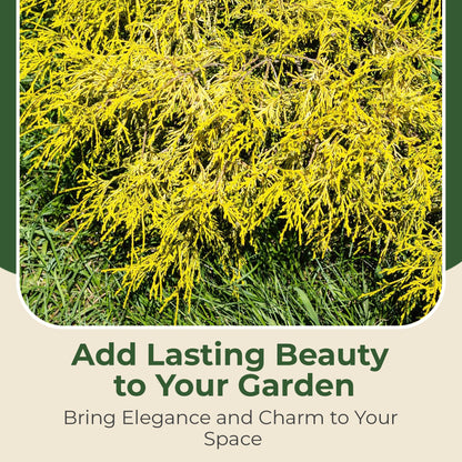 Gold Mop Cypress Shrub - Low Maintenance Plant - Grows Upto 5' x 5' - Thrives in Full Sun in 3 Gal Grower Pot - Golden Evergreen Plant for Landscaping, Sidewalks & Driveways