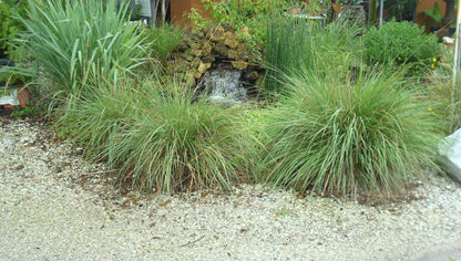 Dwarf Fakahatchee Grass I 3 Large Trade Gallon Size Plants I Tripsacum Floridanum I Live Premium Quality, Low-Maintenance Ornamental Grass for Landscaping, Gardens, and Containers - Fast-Growing