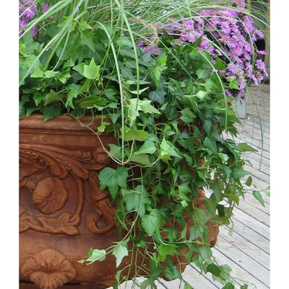American Plant Exchange English Ivy – Live 4-Inch Potted Trailing Vine, Fast-Growing Air-Purifying Houseplant, Easy-Care Indoor & Outdoor Climbing Ivy for Hanging Baskets