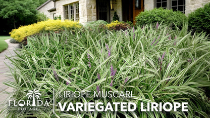 Variegated Liriope | 12 Quart Size Plants | Liriope Muscari | Ground Cover, Ornamental Grass, Shade Tolerant, Low Maintenance, Evergreen Foliage, Border Accent, Drought Tolerant, Perennial Beauty