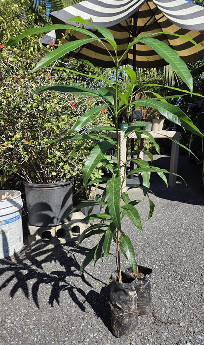 Honey Kiss Mango Tree – 1.5-2 Feet Tall, Naturally Seed Grown | Live Dwarf Tropical Fruit Tree (Mangifera Indica) | Compact, Container-Friendly Variety | Sweet, Fiberless Honey Like Mango
