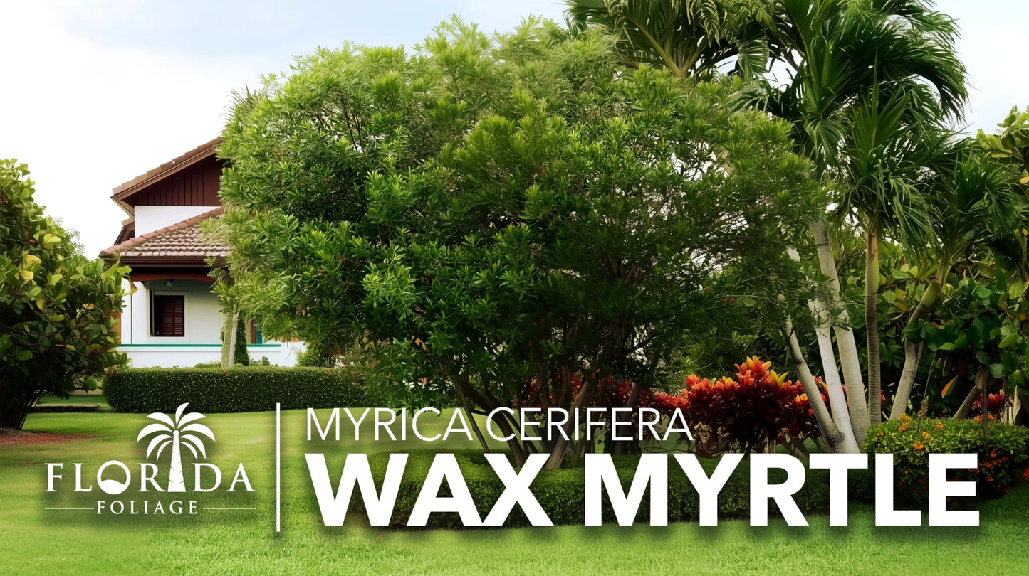 Wax Myrtle | 3 Live Plants | Myrica Cerifera | Fast Growing Shrub, Privacy Screen, Evergreen Foliage, Ornamental, Drought Tolerant, Low Maintenance, Garden Landscape