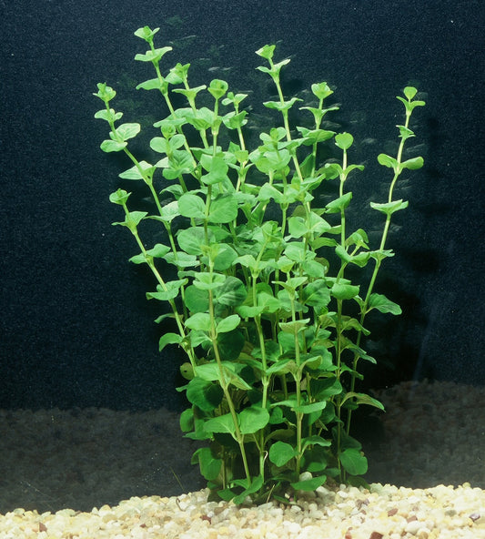 POND PLANT, CREEPING JENNY (3 live plants)