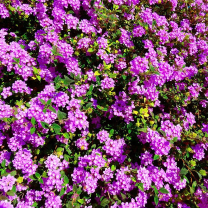 3 Purple Trailing Lantanas, Live Plants – Continuous Blooms, Thriving in 2.5” Nursery Cubes