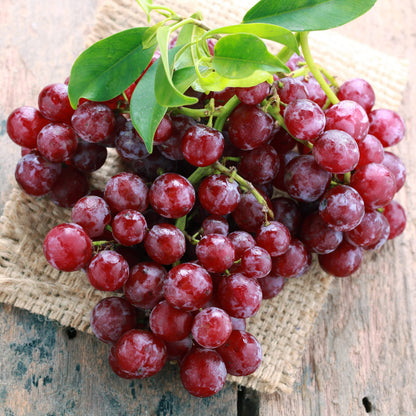 Garden State Bulb Red Suffolk Seedless Grape, Bare Root, Non-GMO, Spring Planting (Bag of 2)
