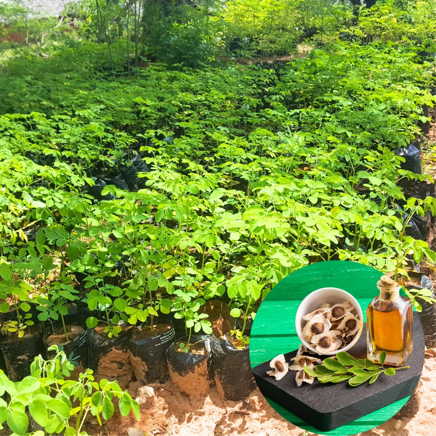 2 Malunggay Plants Moringa Oleifera Trees Live Plant for Planting, Drumstick Horseradish, 6 to 8 Inches in Tall