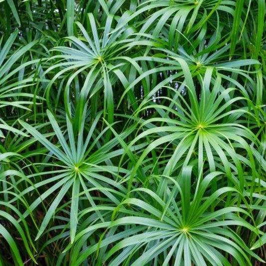 Umbrella Palm, a Great Live Pond Plant for Your Water Garden. Filters The koi and Goldfish Pond. Good for Bogs, Plant Shelf or Shallow Water This marginal Aquatic is a Real Beauty