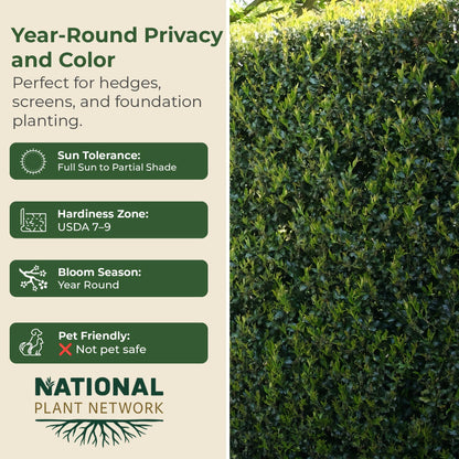 Holly Dwarf Burford Shrub – Compact Upright Evergreen Holly w/Small Showy White Flowers & Bright Red Berries for Formal Hedges & More - Grows Up to 10 ft in 3 Gal Grower Pot, USDA Zones 7–9, 1-Pack