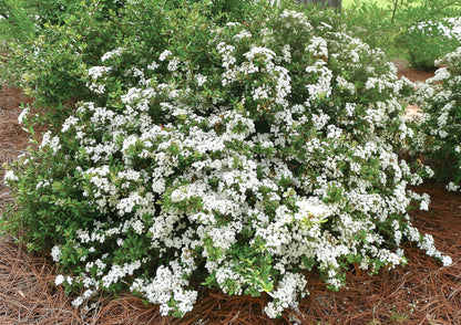 Viburnum Densa | 3 Live Quart Size Plants | Viburnum Obovatum 'Densa' | Compact Evergreen Shrub | Low-Maintenance Privacy Plants for Landscaping