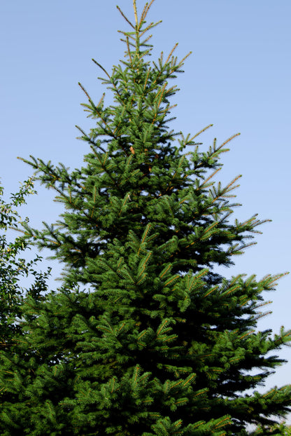 Norway Spruce Jumbo Tree Seedling Plug | 12"-18" | Arbor Day Foundation (5-Pack)