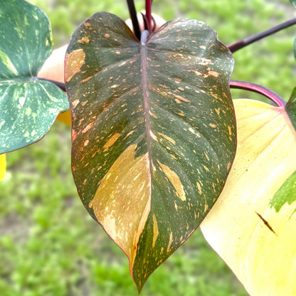 Live Philodendron Orange Princess Plant – Live 4” Variegated Indoor Aroid with Dark Green & Copper-Orange Leaves | Easy Air-Purifying Houseplant for Home or Office Decor (Heat Pack Included)