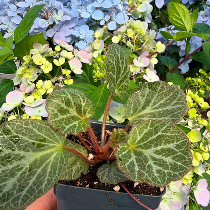 Saxifraga stolonifera, Strawberry Begonia Live Plant, Strawberry Geranium, Creeping Saxifrage, Creeping Rockfoil, Mother of Thousands, Ground Cover with Runners, Container Size: 3" (2.6x3.5)