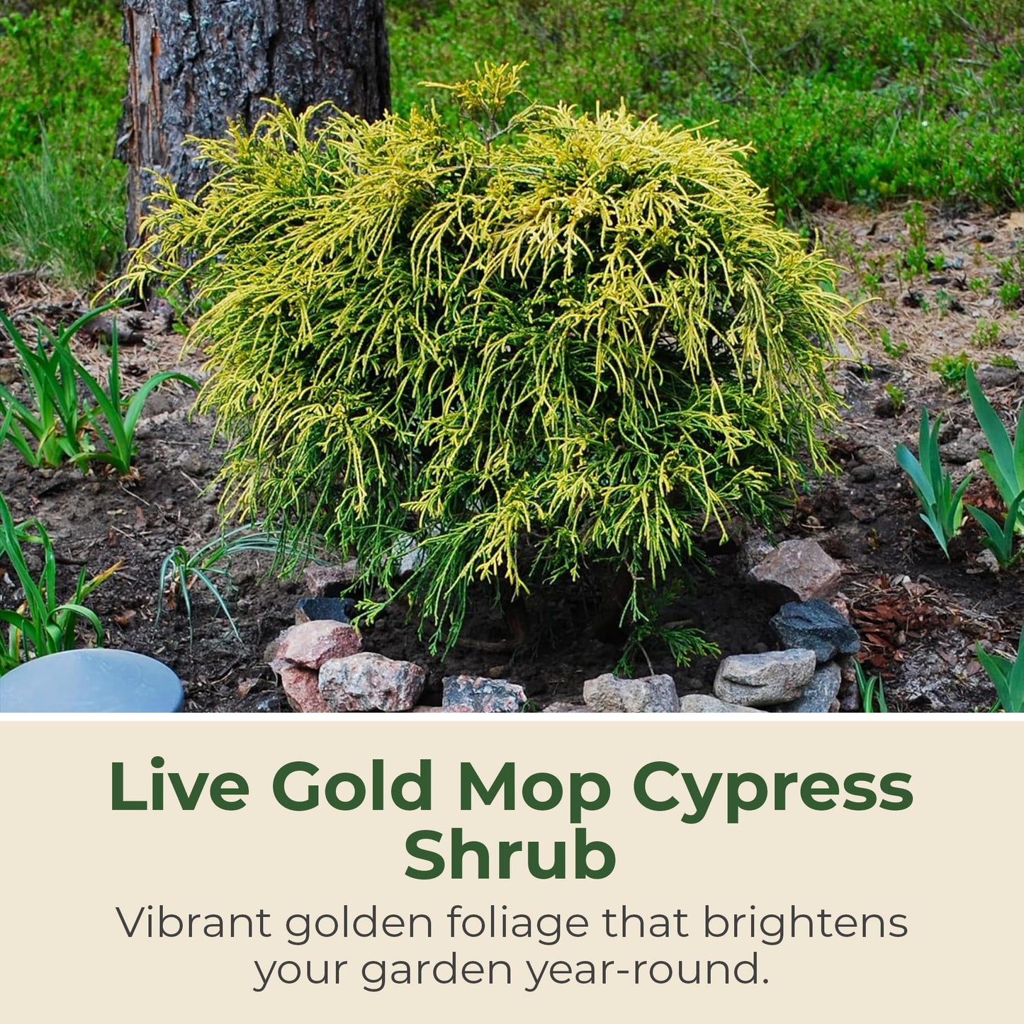 Gold Mop Cypress Shrub - Low Maintenance Plant - Grows Upto 5' x 5' - Thrives in Full Sun in 3 Gal Grower Pot - Golden Evergreen Plant for Landscaping, Sidewalks & Driveways