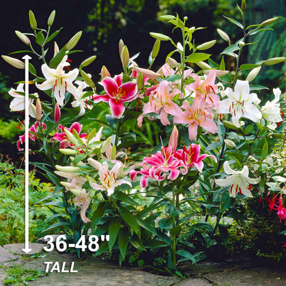 Garden State Bulb Mixed Oriental Lily Flower Bulbs, 14/16cm, Spring (Bag of 10)