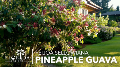 Pineapple Guava - 10 Live Plants - Feijoa Sellowiana - Edible Fruit and Flowering Foliage