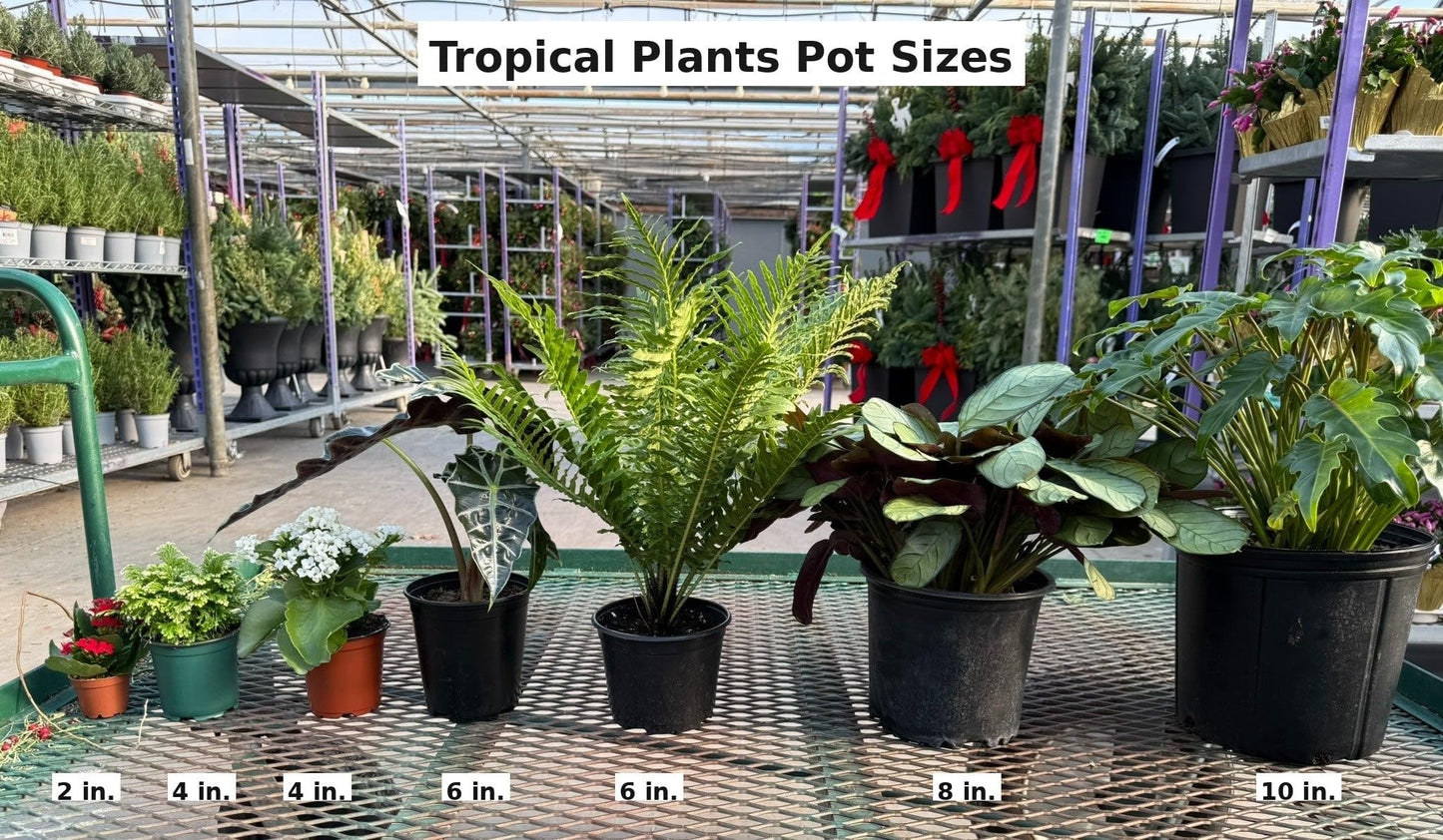 RedCrocus - RedCrocus Panama Rose Rondeletia Leucophylla | Vibrant Red Blooms, Full Sun to Partial Shade | Attracts Pollinators | Container & Border Planting 10" Pot