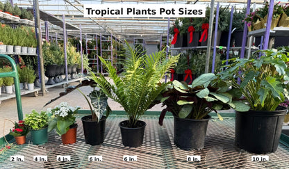 RedCrocus - RedCrocus Dwarf Brush Cherry Eugenia m. 'Globulus' 3 Ball Standard Evergreen Shrub, Perfect for Gardens & Containers, Floral Spring Blooms, Pet Warning 12" Pot
