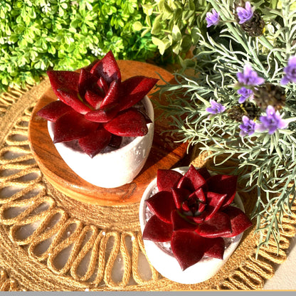 FWPP Live Succulents Plants Echeveria Agavoides v Romeo Rubin 3 inches,Rare red Succulents Bare Root Without Pot Soil, Live Plants Indoor Office Decoration Wedding and Gift