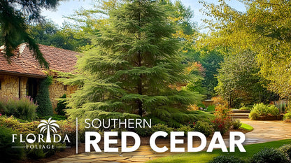 Southern Red Cedar | 10 Live Plants | Juniperus Virginiana Silicicola | Evergreen Privacy Trees | Native Landscape Plants