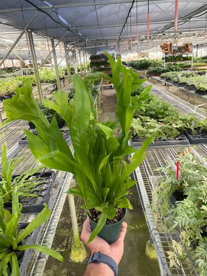 Fern 'Green Flame' | Live Plant for Indoor & Outdoor | for Living Room, Office, Bathroom | (4" Pot)