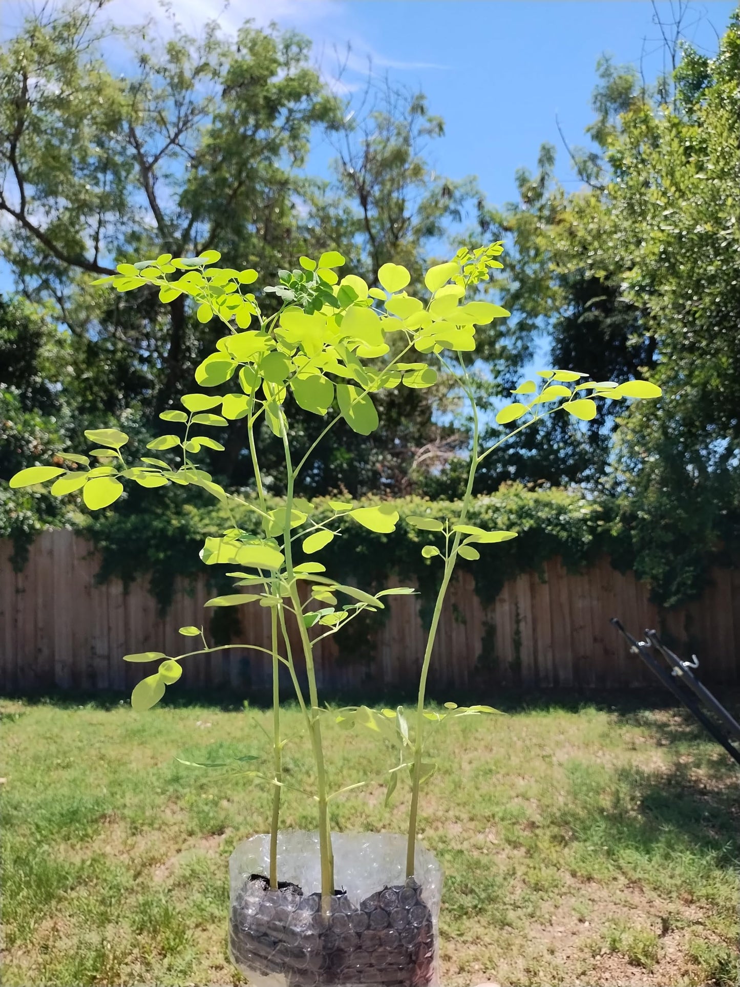 Moringa Plants 2 Live Moringa Trees with Moringa Seeds, Drumstick Tree, Miracle Tree, Moringa Seedling, Live Plant