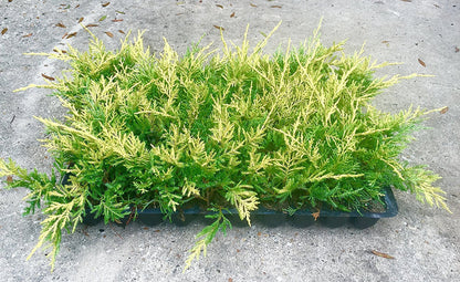 Saybrook Gold Juniper - 30 Live Plants - Drought Tolerant Cold Hardy Evergreen Ground Cover