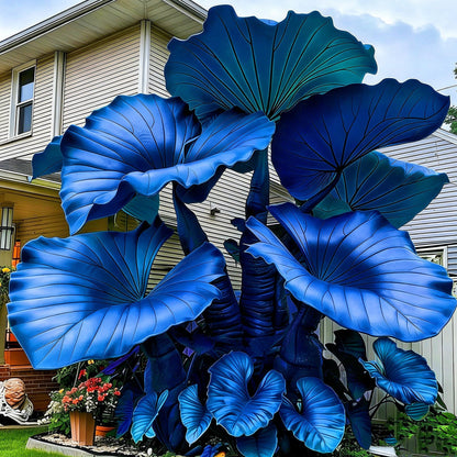 mfjhjhgf Giant Elephant Ear - Rare Colorful Tropical Foliage | Heat & Humidity Hardy, Low-Care Outdoor Garden Patio Accent (4Bulbs)