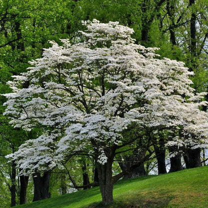 Live Plant - White Flowering Dogwood Tree - Live Potted Plant - Quart Pot - Cornus Florida