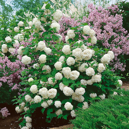 Chinese Snowball Viburnum (2.5 Quart) Flowering Semi-Evergreen Shrub with White Hydrangea-Like Blooms - Full to Part Sun Live Outdoor Plant