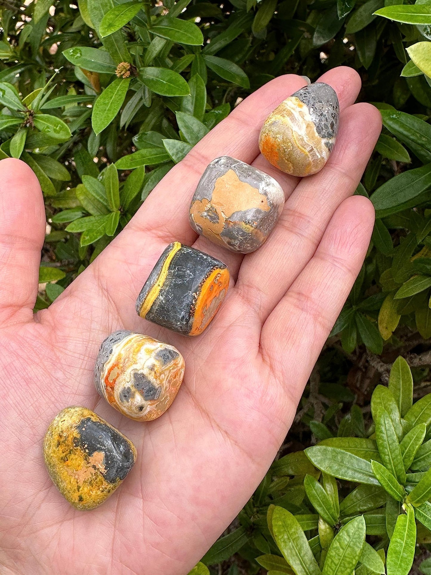 GAF TREASURES 5 Pcs Bumble Bee Jasper Tumbled Stones, Polished Bumble Bee Jasper Gemstone, Bumble Bee Jasper Healing Crystals (Bumble Bee Jasper)