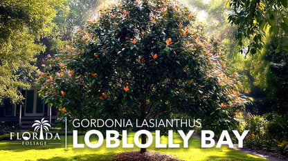 Loblolly Bay | 3 Live Plants | Gordonia lasianthus | Evergreen Flowering Tree for Landscaping | Thrives in Wet Soil & Tolerates Wet Feet