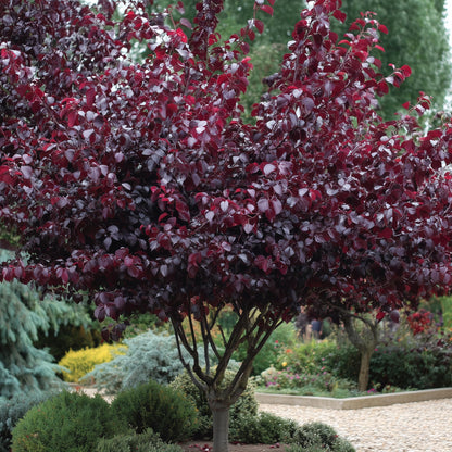 2 Purpleleaf Sand Cherry Shrubs/Trees - 18-24" Tall Live Plants - Purple Leaf Cistena Plum Bushes - Prunus x cistena - (2 Pack)