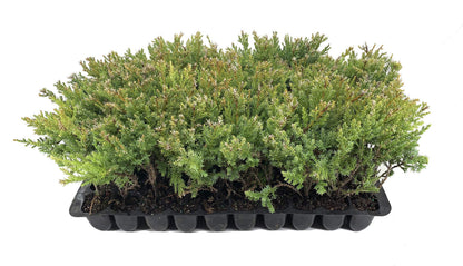 Kallay Juniper - 3 Live Plants - Juniperus Chinensis - Drought Tolerant Cold Hardy Evergreen Ground Cover