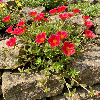 4 Portulaca Plants Live, Moss Rose Flower Plant for Outdoor Garden, Ground Cover Plant for Patio Containers, Borders or Landscape 4-7 Inches (Red)