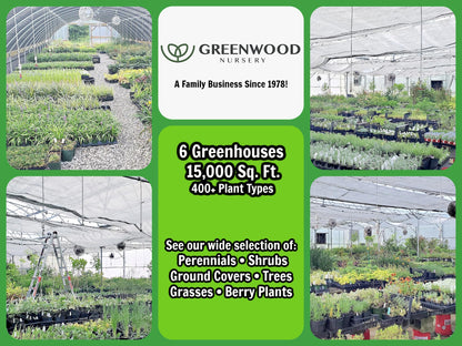 Greenwood Nursery: Live Perennial Plants - 'Homestead Purple' + Verbena Canadensis - [Qty: 2X Pint Pots] - (Click for Other Available Plants/Quantities)