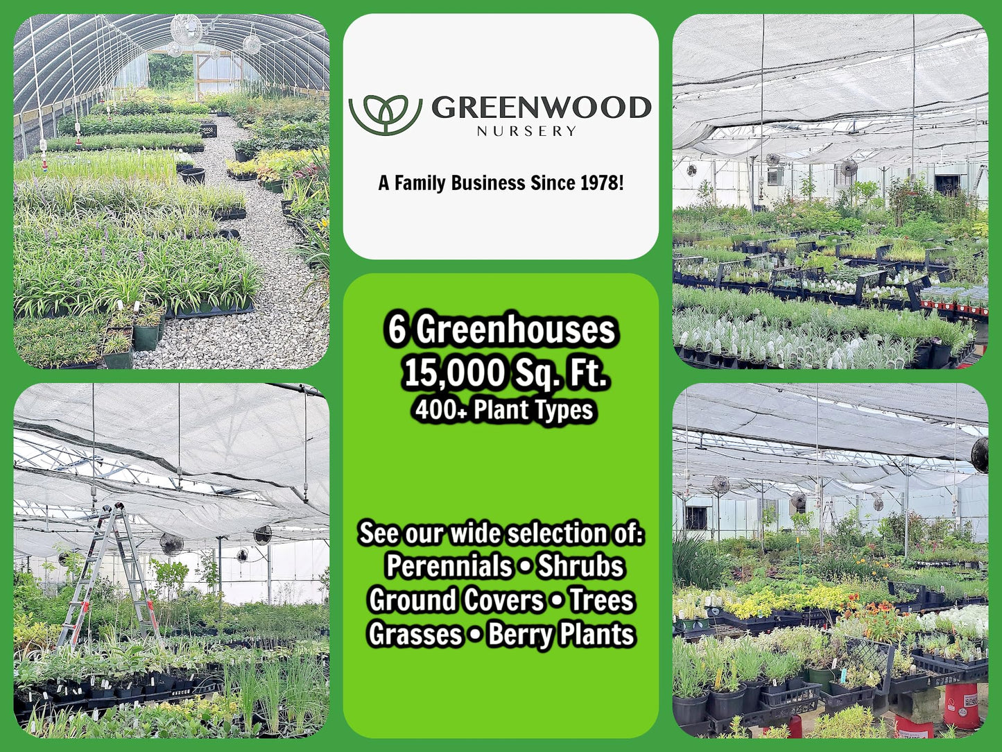 Greenwood Nursery: Live Ground-Cover Plants - English Ivy + Hedera Helix - [Qty: 50 Bare Roots] - (Click for Other Available Plants/Quantities)