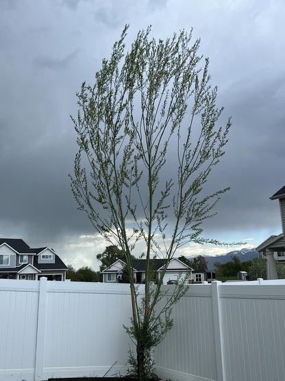 Austree Hybrid Willow Tree Plants for Growing | Fast Privacy Hedge Row, Wind Block, Shade | Fast Growing - 6-10 Feet Per Year, Fast Growing Trees (10 Trees)