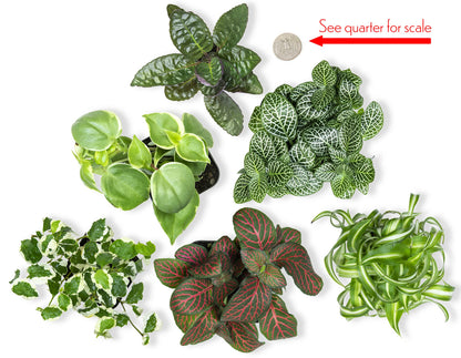 Altman Plants and Easy to Grow Live Indoor Houseplants Bundle (18 Plants)