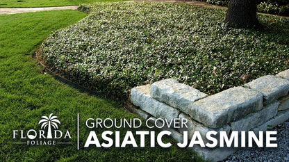 Asiatic Jasmine | 30 Live Bare Root Pips | Trachelospermum Asiaticum | Low Maintenance Ground Cover Plants | Fast Spreading Evergreen for Landscaping