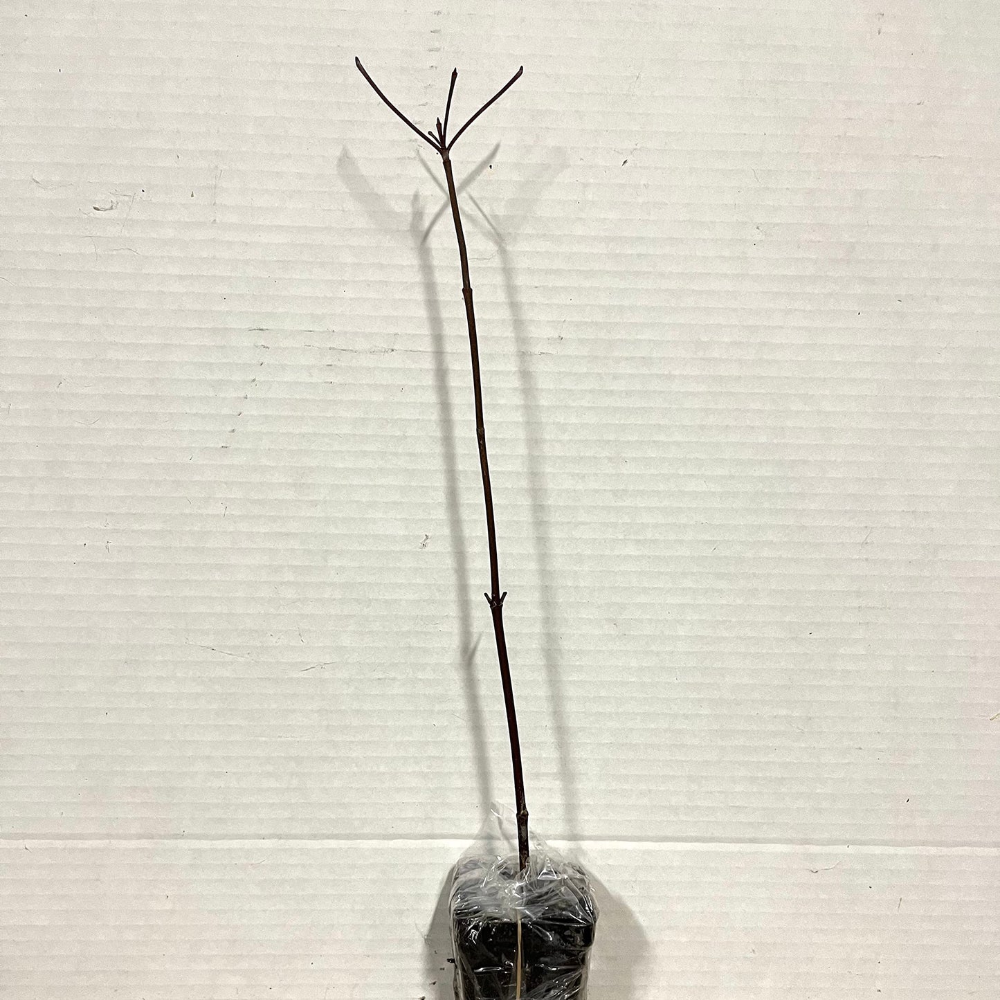 Red Twig Dogwood Shrub/Bush - (Red Osier) - 12-18" Tall Live Plant - Cornus sericea