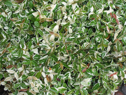 Jasmine Asiatic Variegated Plants | 30 Live 4 Inch Pots | Trachelospermum Asiaticum 'Variegata' | Fragrant Ground Cover | Evergreen Vine