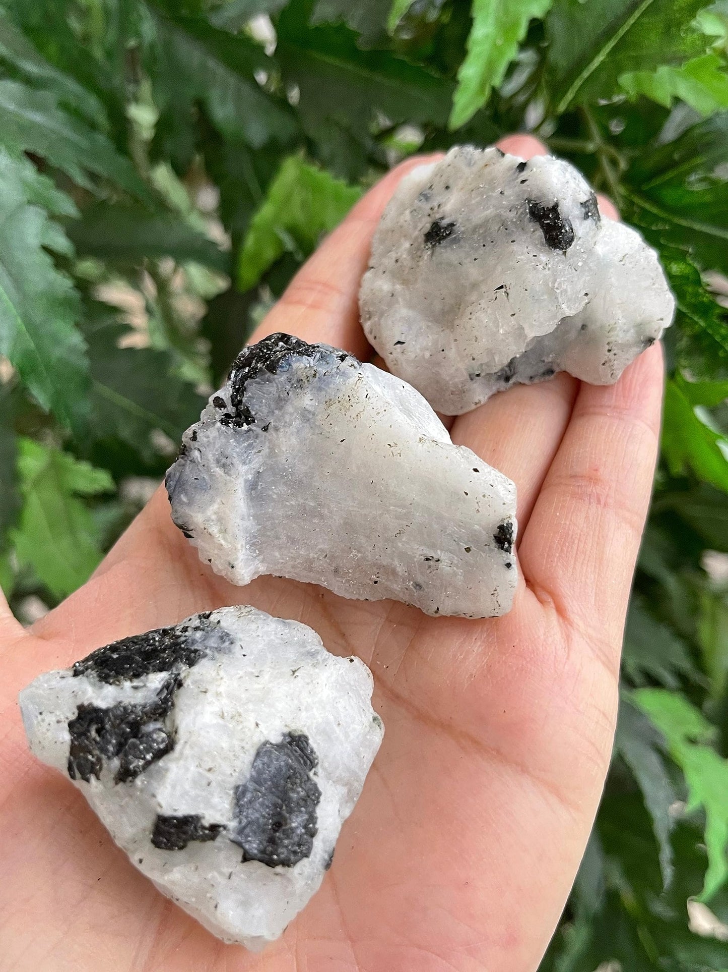 GAF TREASURES Wholesale Raw Rainbow Moonstone Crystals, Natural Rainbow Moonstone Stone, Rainbow Moonstone Rough, Rainbow Moonstone Healing Crystals (Rainbow Moonstone, 0.25 Pound)