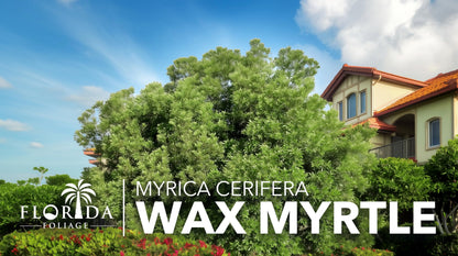 Wax Myrtle | 3 Live Plants | Myrica Cerifera | Fast Growing Shrub, Privacy Screen, Evergreen Foliage, Ornamental, Drought Tolerant, Low Maintenance, Garden Landscape