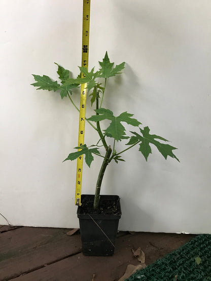 CHAYA PLANT /Cnidoscolus aconitifolius/ Mayan Tree Spinach / Deeply-Lobed Variety (1)