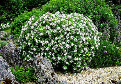August Beauty | 1 Large Trade Gallon Size Plant | Gardenia Jasminoides | Fragrant Blossoms, Evergreen Shrub, Indoor Outdoor Plant, Ideal for Landscaping, Low Maintenance, Beautiful White Flowers