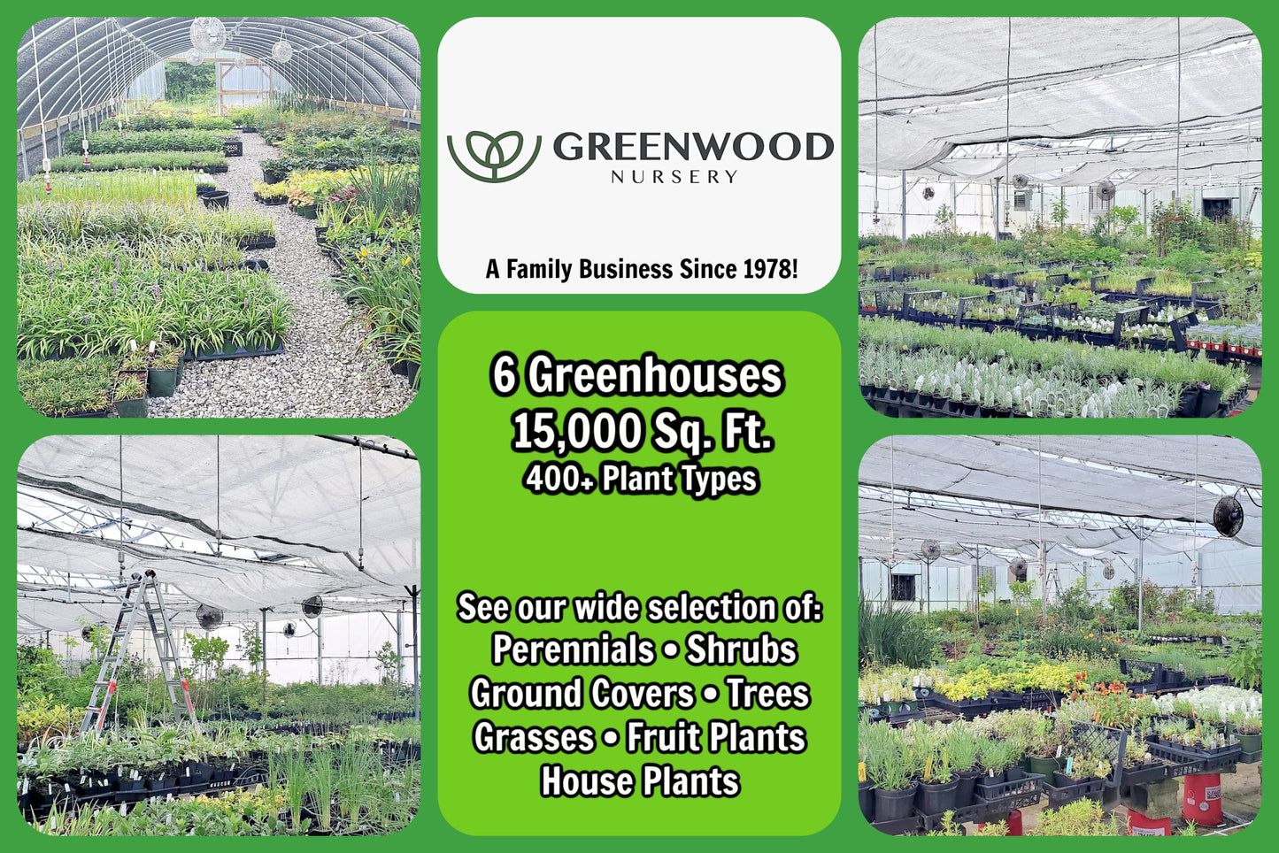 Greenwood Nursery: Live Ground-Cover Plants - Dwarf Plumbago + Ceratostigma Plumbaginoides - [Qty: 2X Pint Pots] - (Click for Other Available Plants/Quantities)